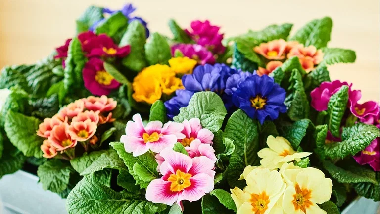 Rivstarta våren – satsa på frosttåliga vårblommor 