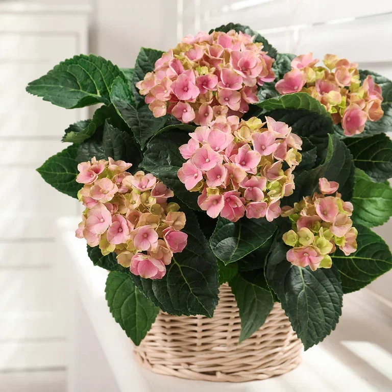 De 6 bästa luftfuktande växterna