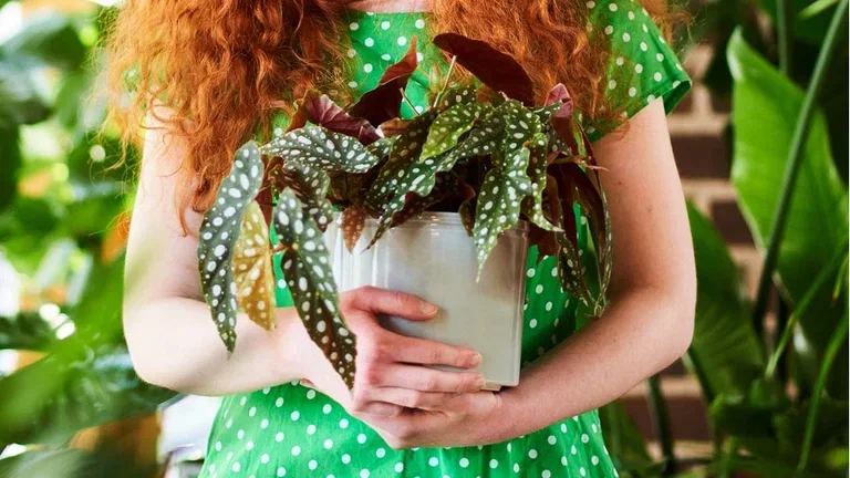 Gröna växter med ovanliga blad 