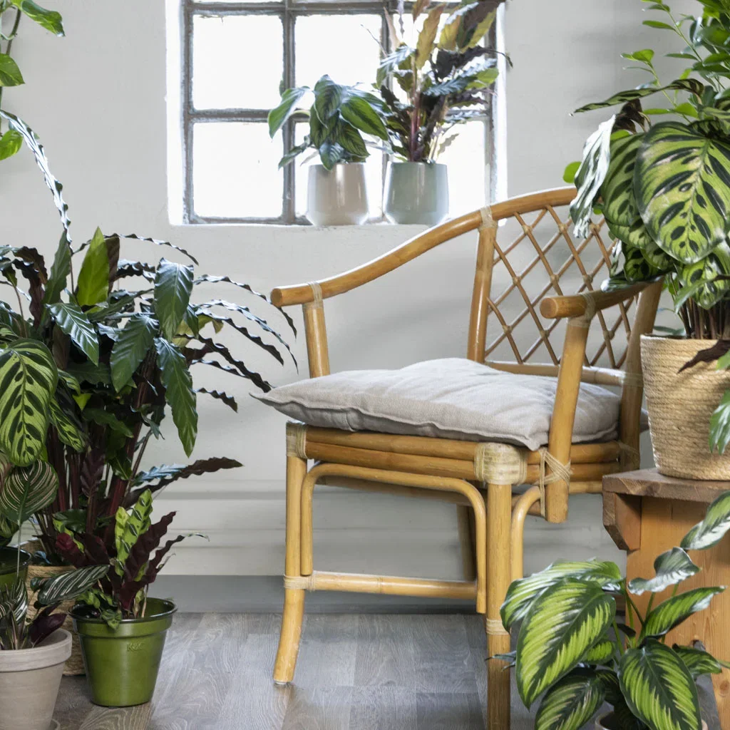 Calathea - facts and care advice