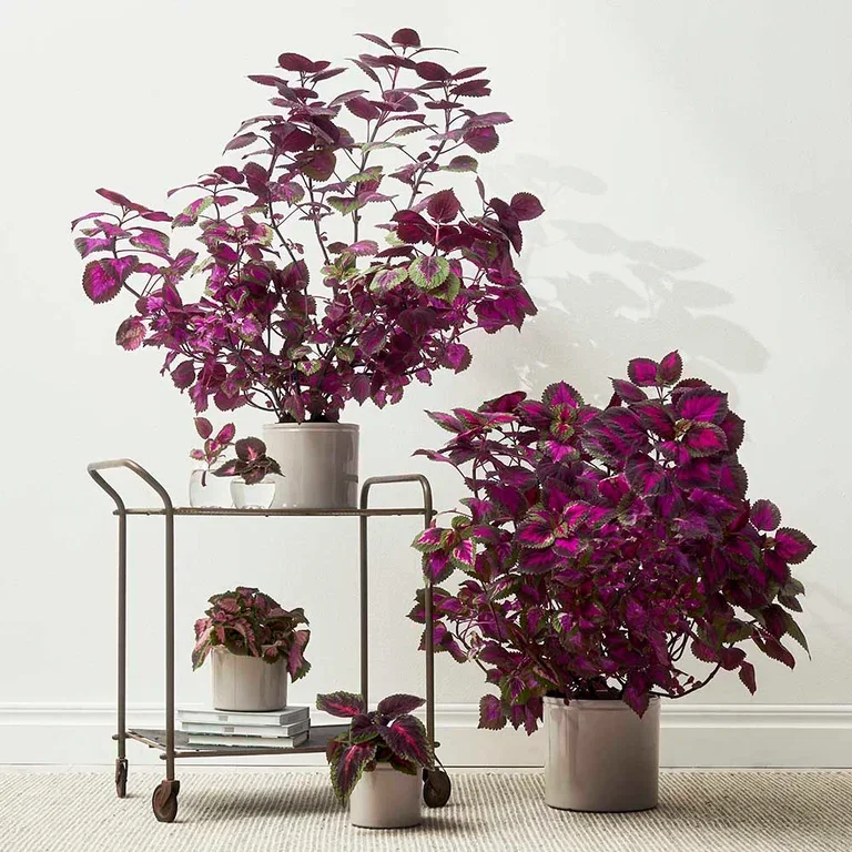 Coleus - facts and advice about care