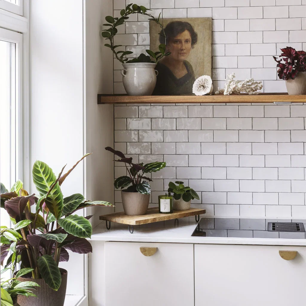 Guide: Plants for rooms of all sizes