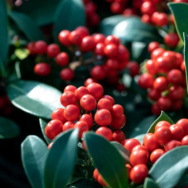 Vinterbär – plantering och skötsel