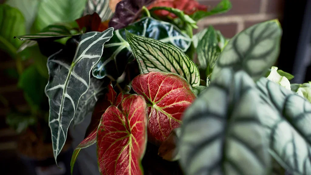Alocasia - facts and tips on care
