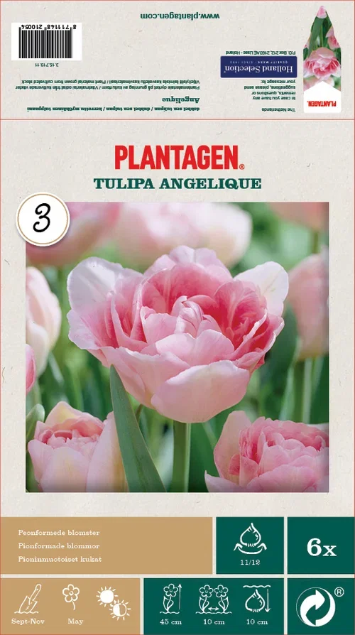 Tulpan 'Angelique' - 6 st