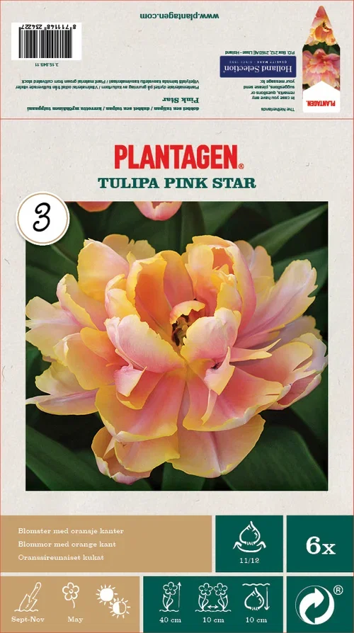 Tulpan 'Pink Star' - 6 st