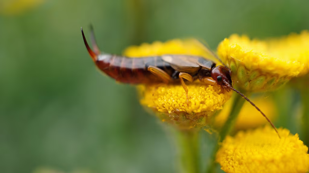 Saxdjur – till både nytta och besvär i odlingen