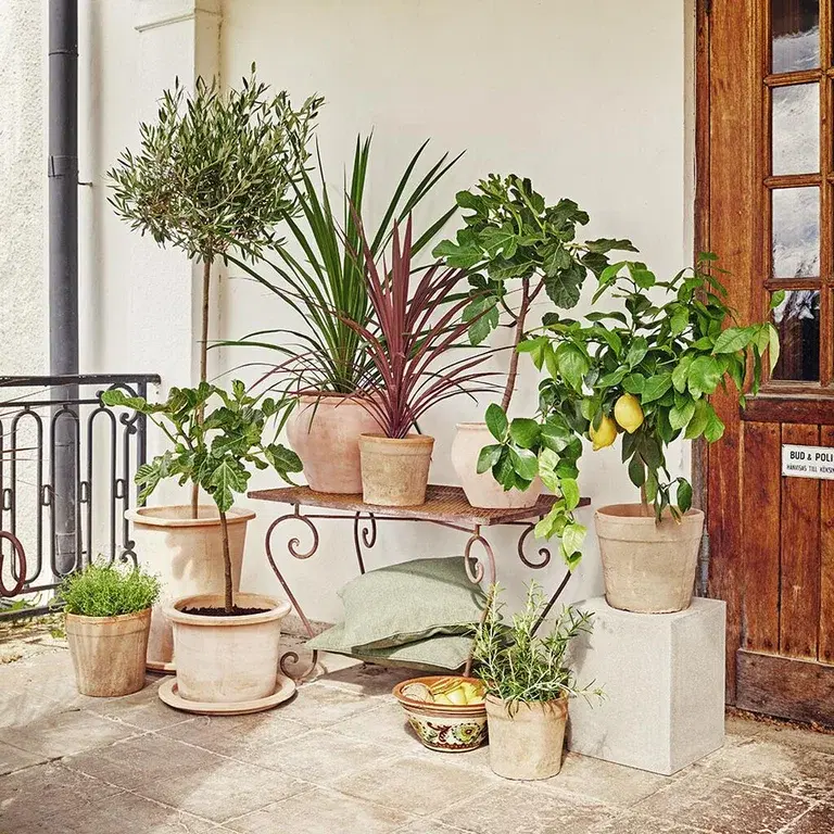 Medelhavsväxter – plantering och skötsel