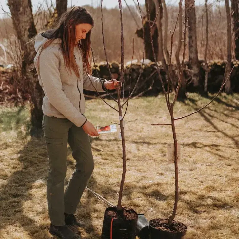Välj rätt äppelträd till din trädgård
