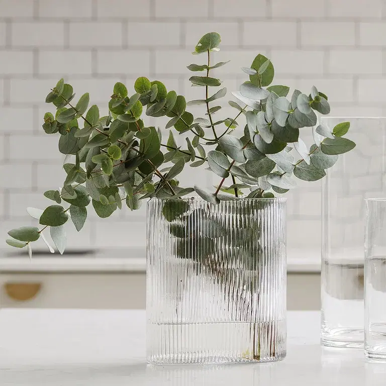 Eukalyptus – fakta och skötselråd