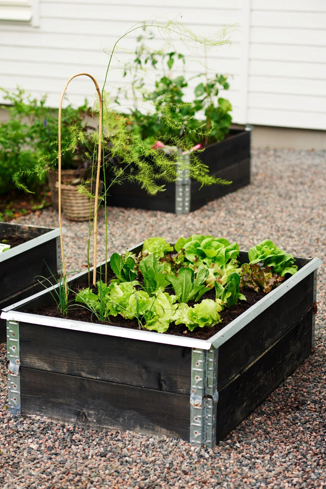 Snigelkant till pallkrage