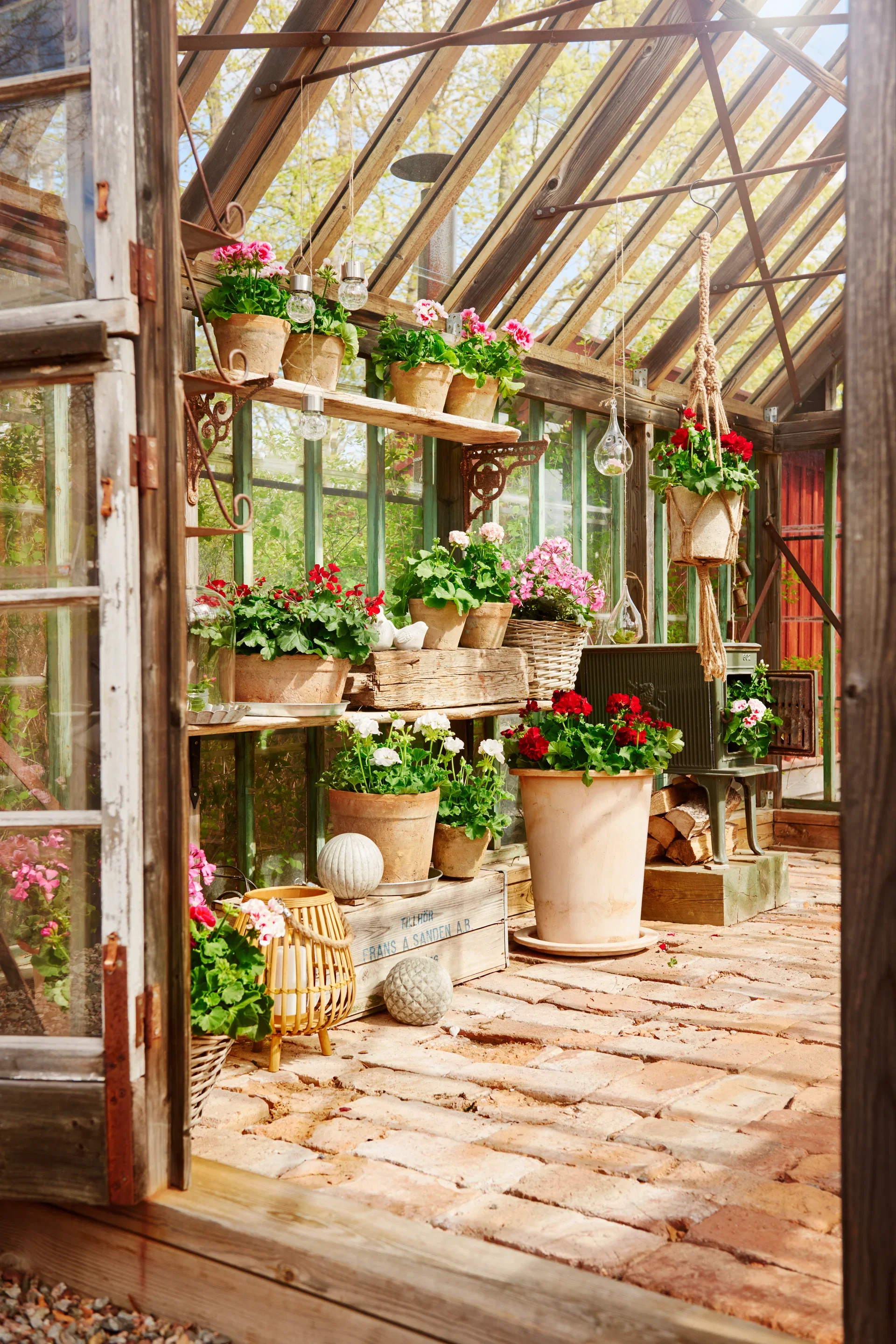 Pelargon Calliope 'White Splash'