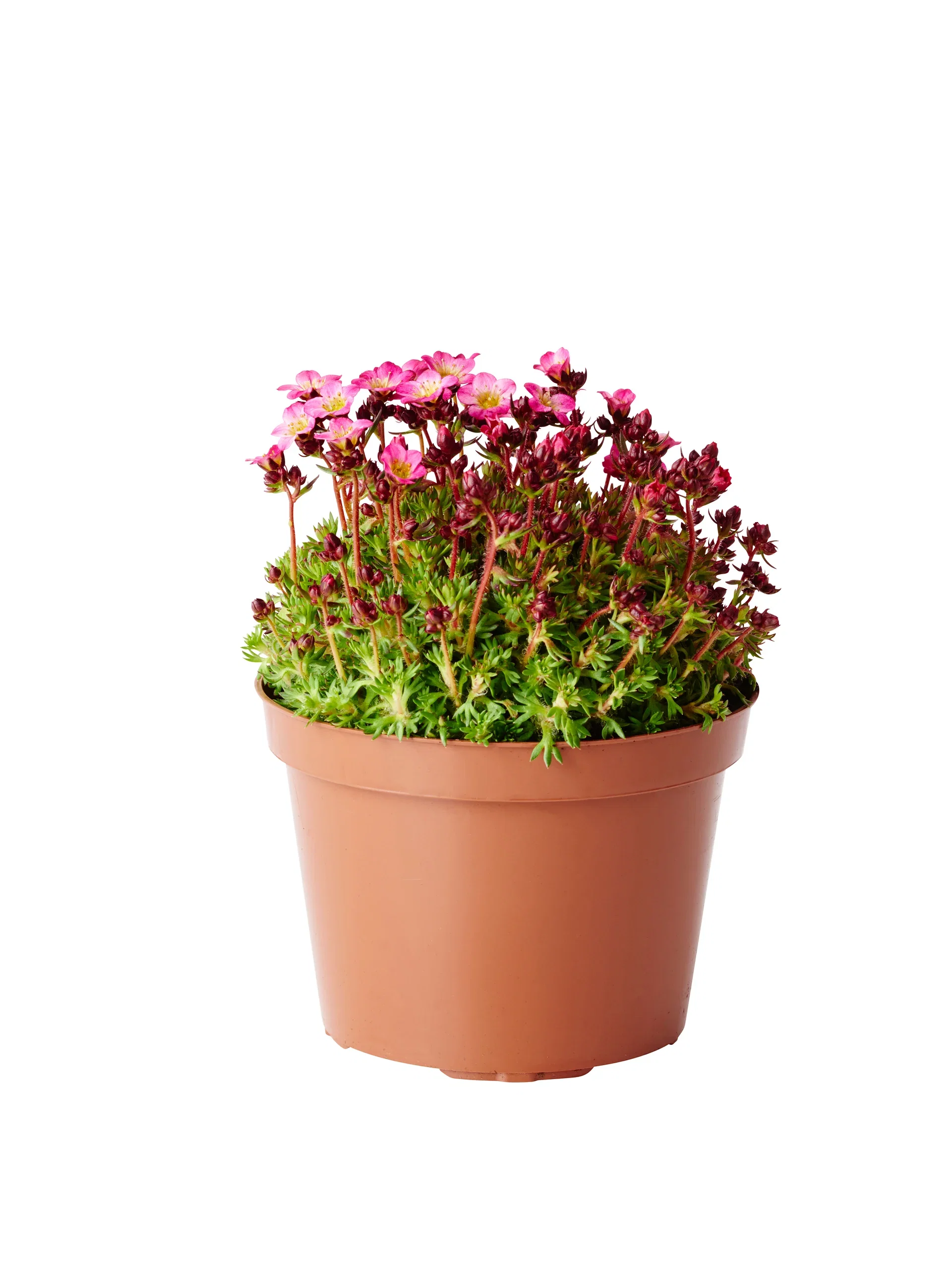 Rosenbräcka, olika sorter