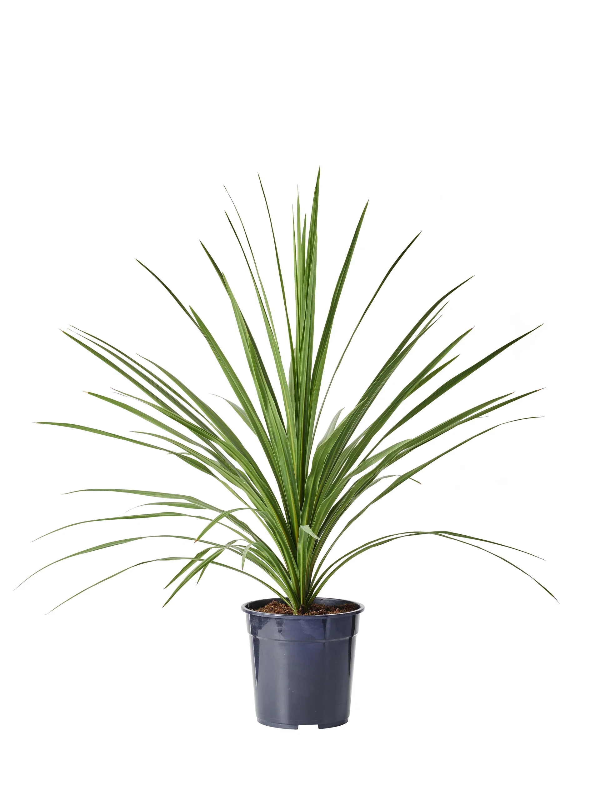 Syddracena 'Verde'
