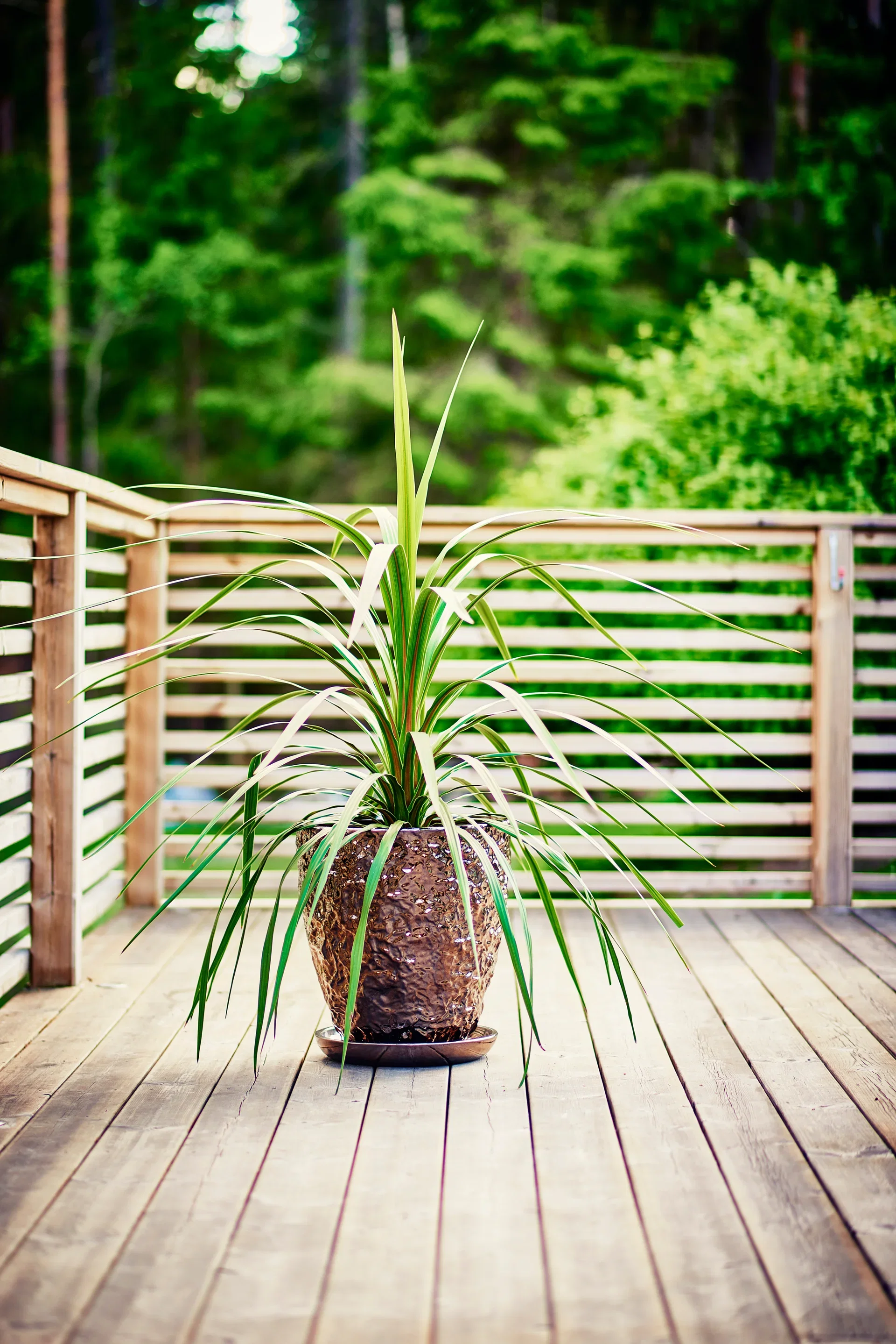 Syddracena 'Verde'
