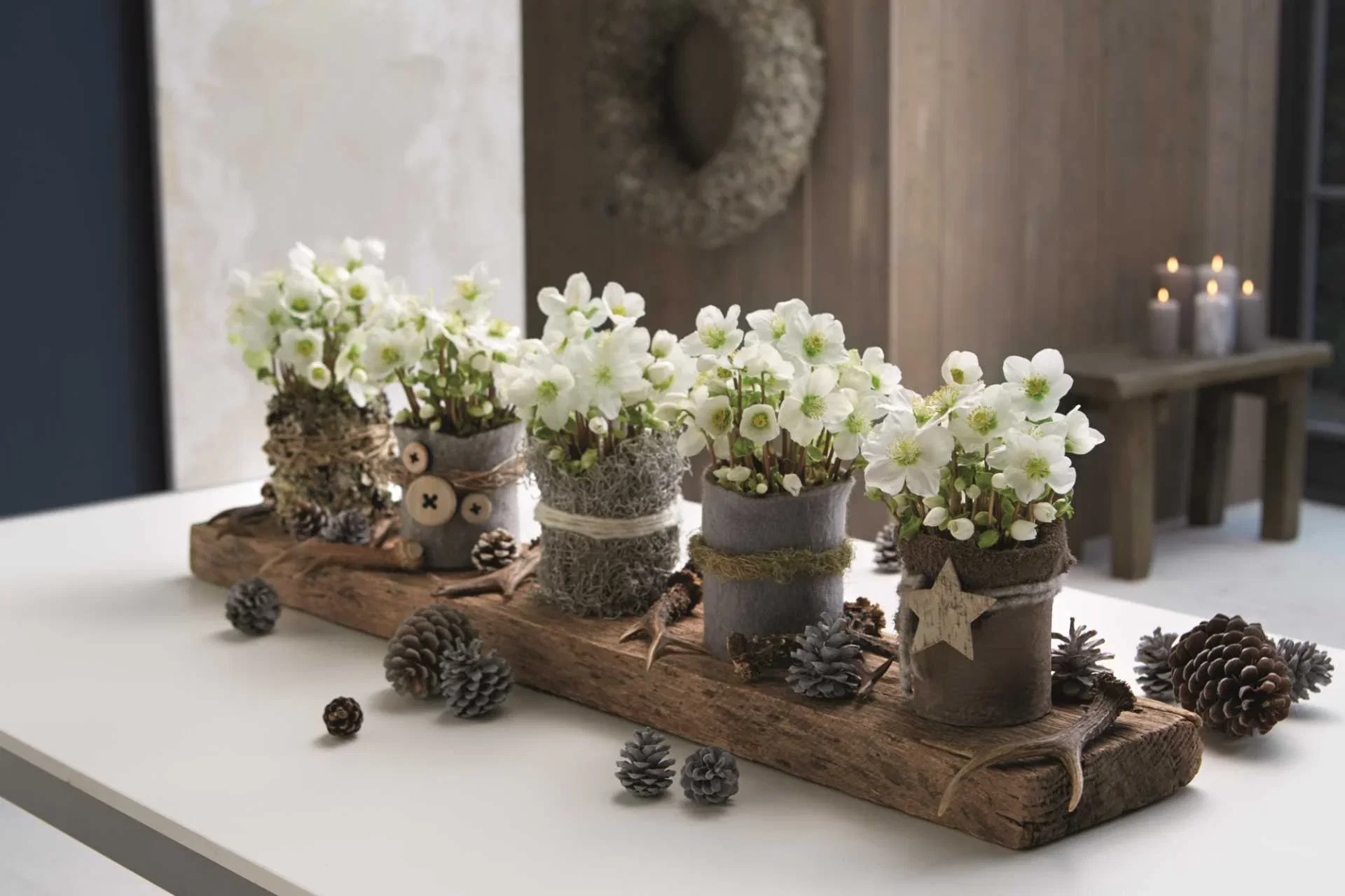 Julros 'Verboom Beauty'