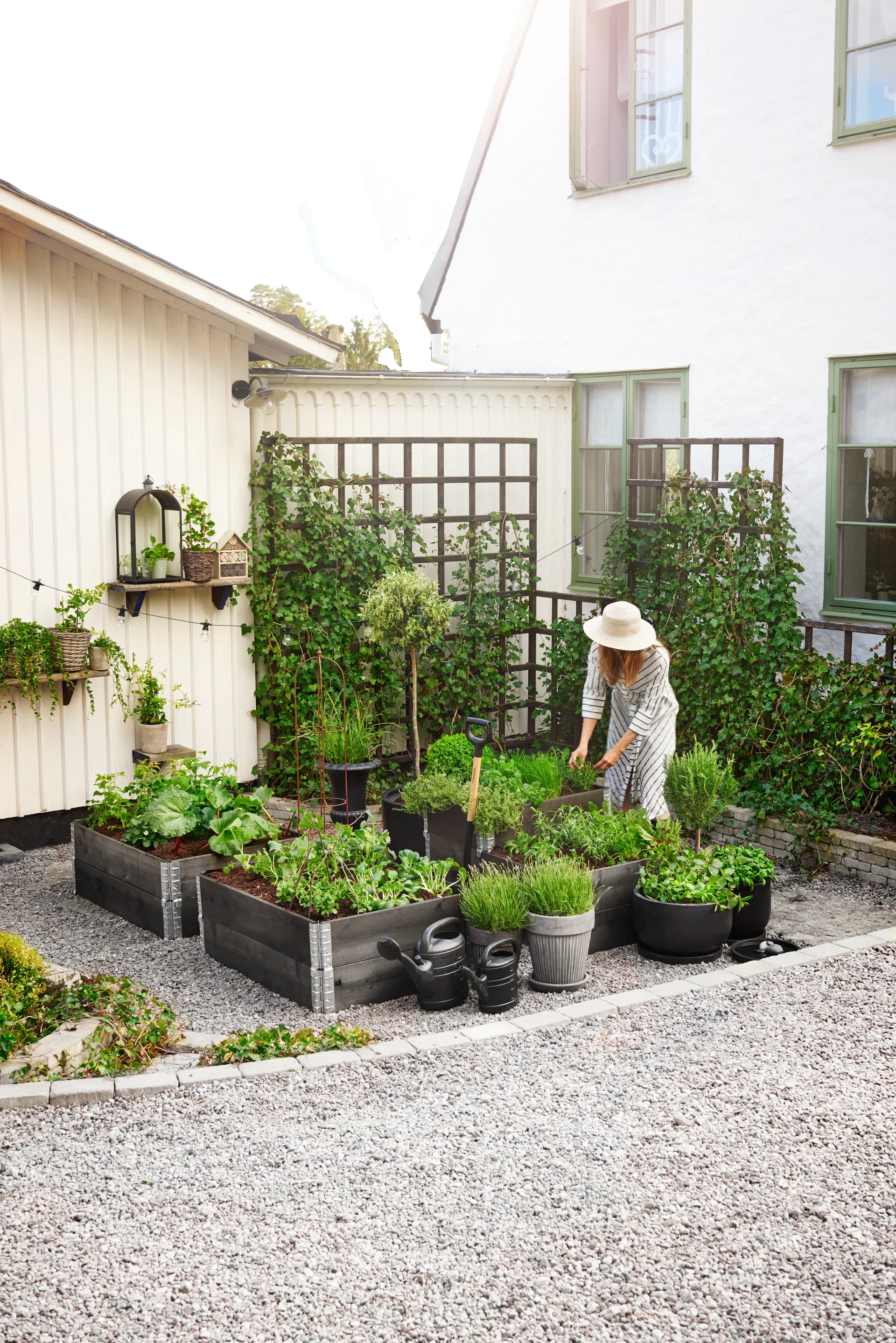 Lavendel 'Essence Purple'