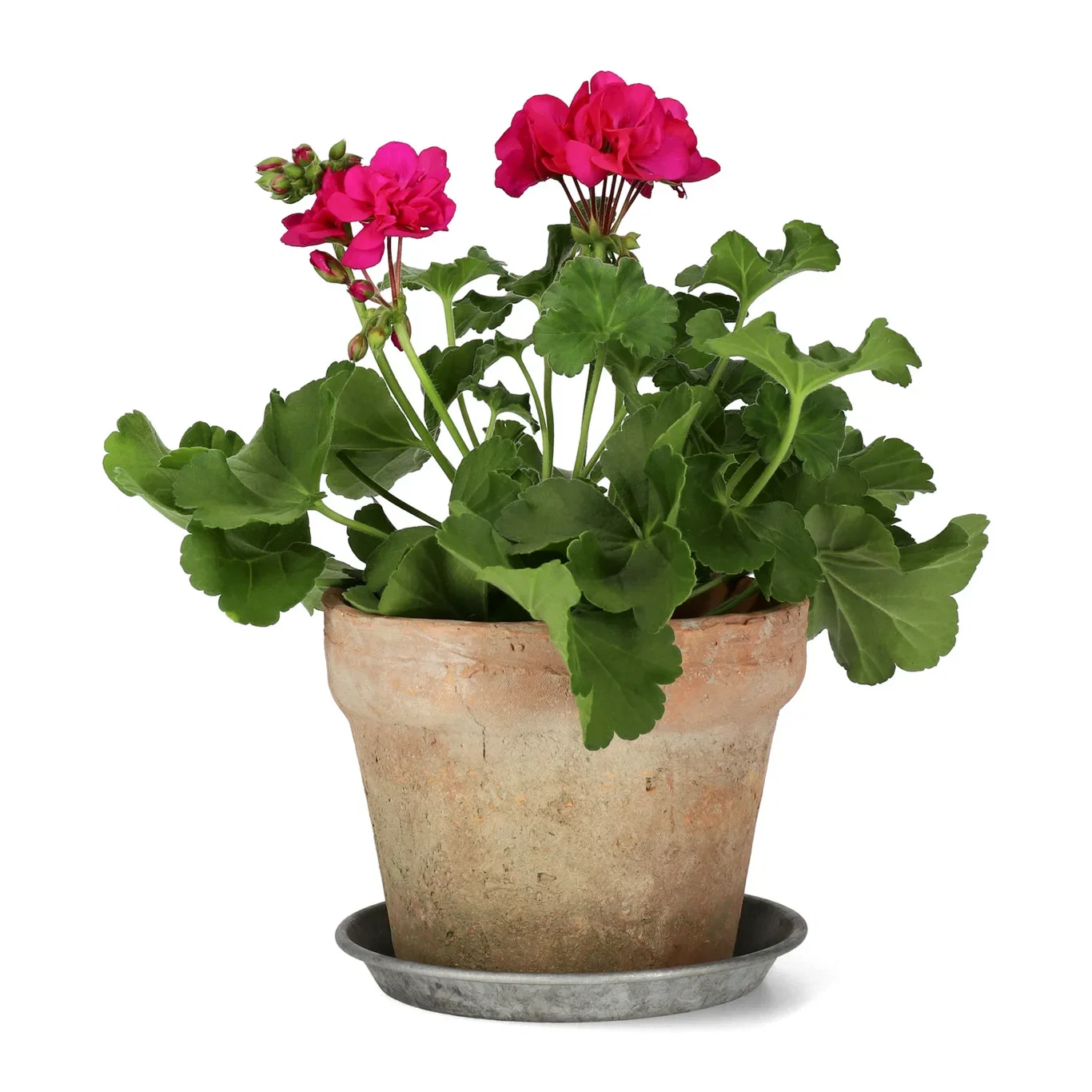 Pelargon Calliope 'Deep Rose'