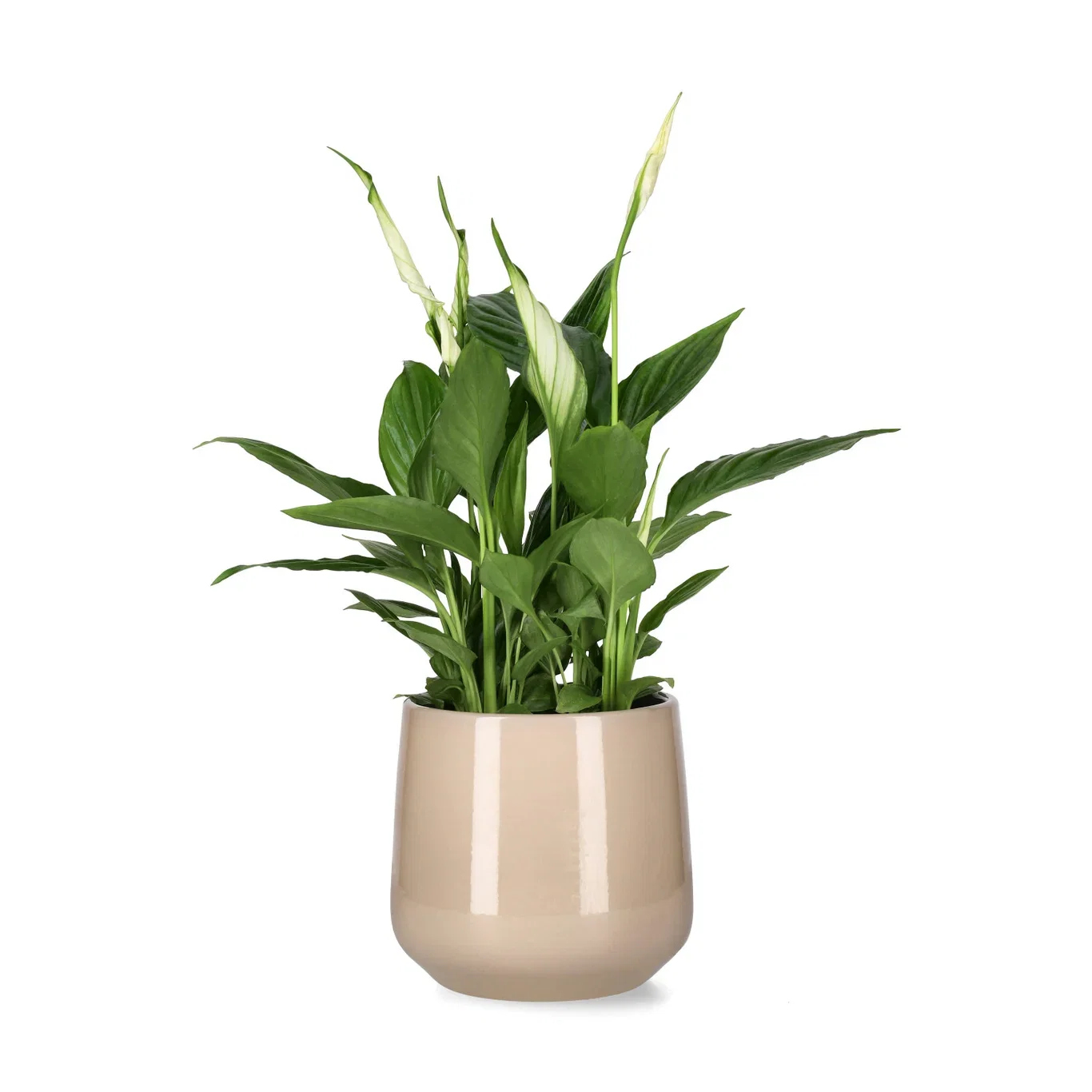 Fredskalla 'Torelli'