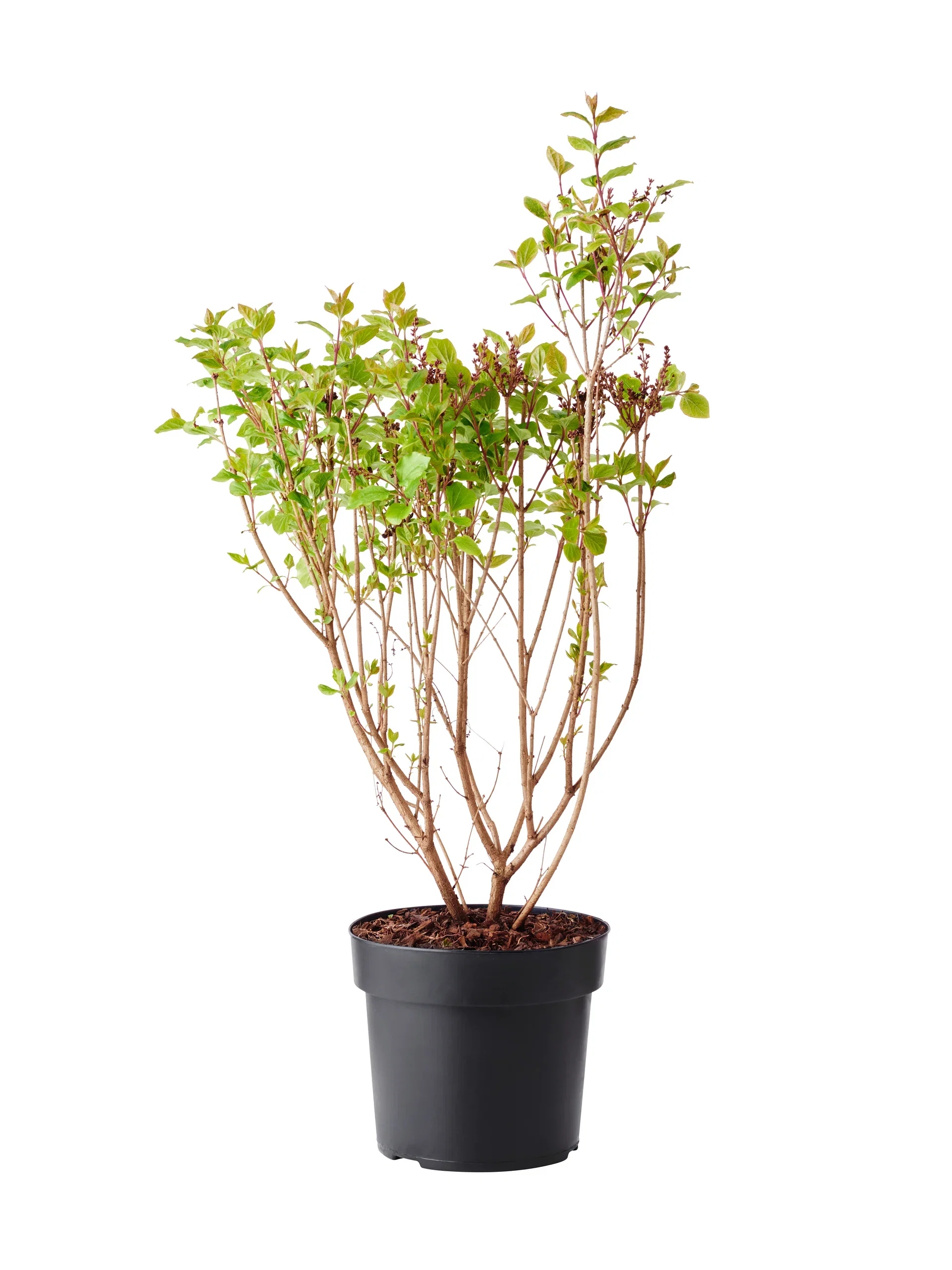 Dvärgsyren 'Palibin'