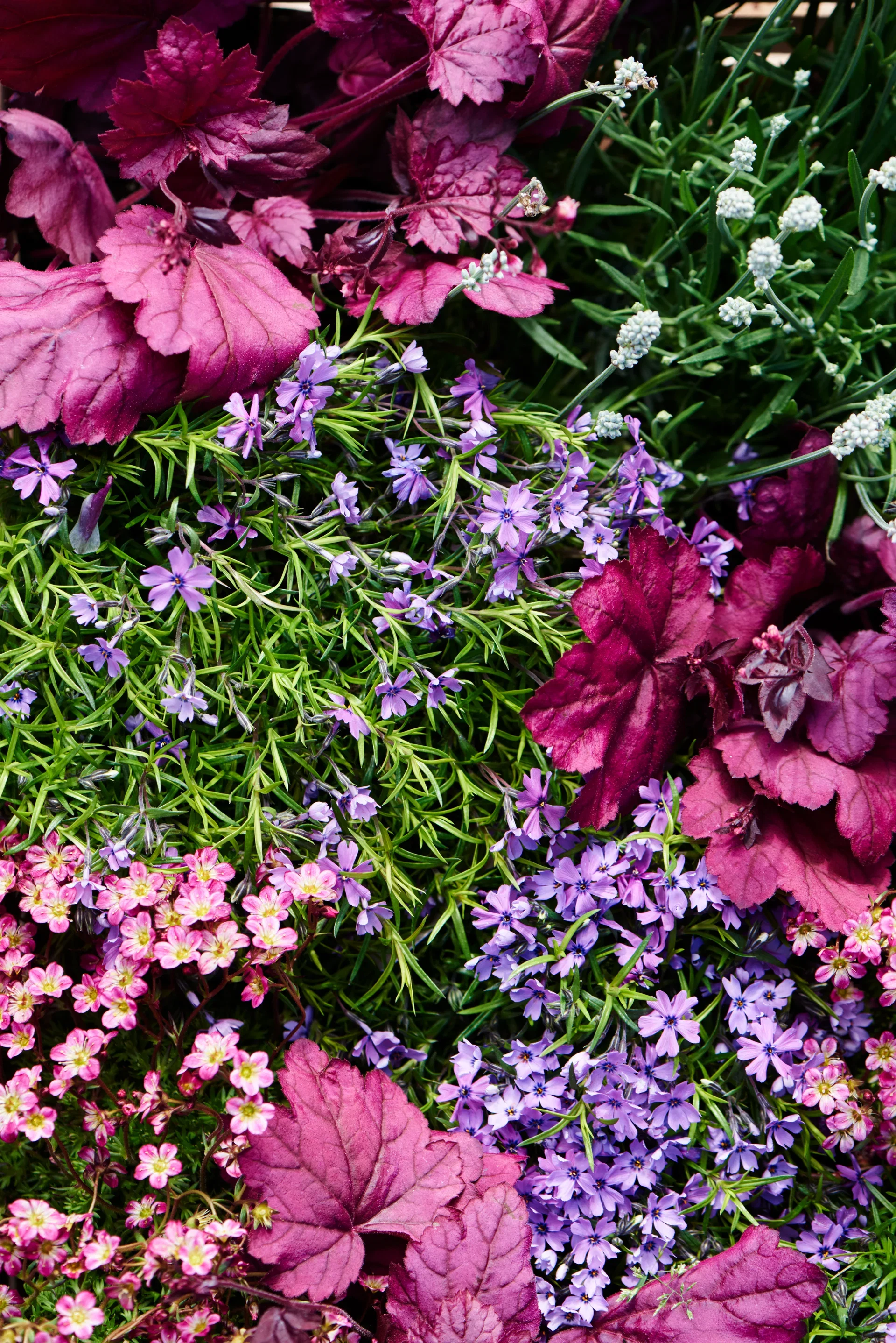 Rosenbräcka, olika sorter