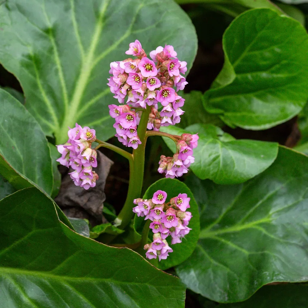 Hjärtbergenia