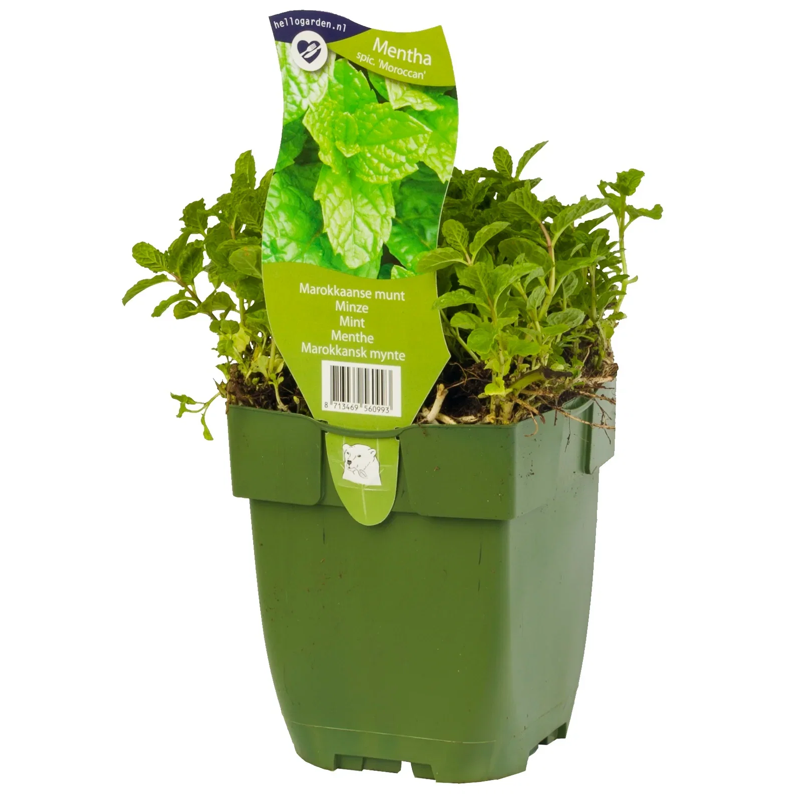 Grönmynta 'Marrocan'