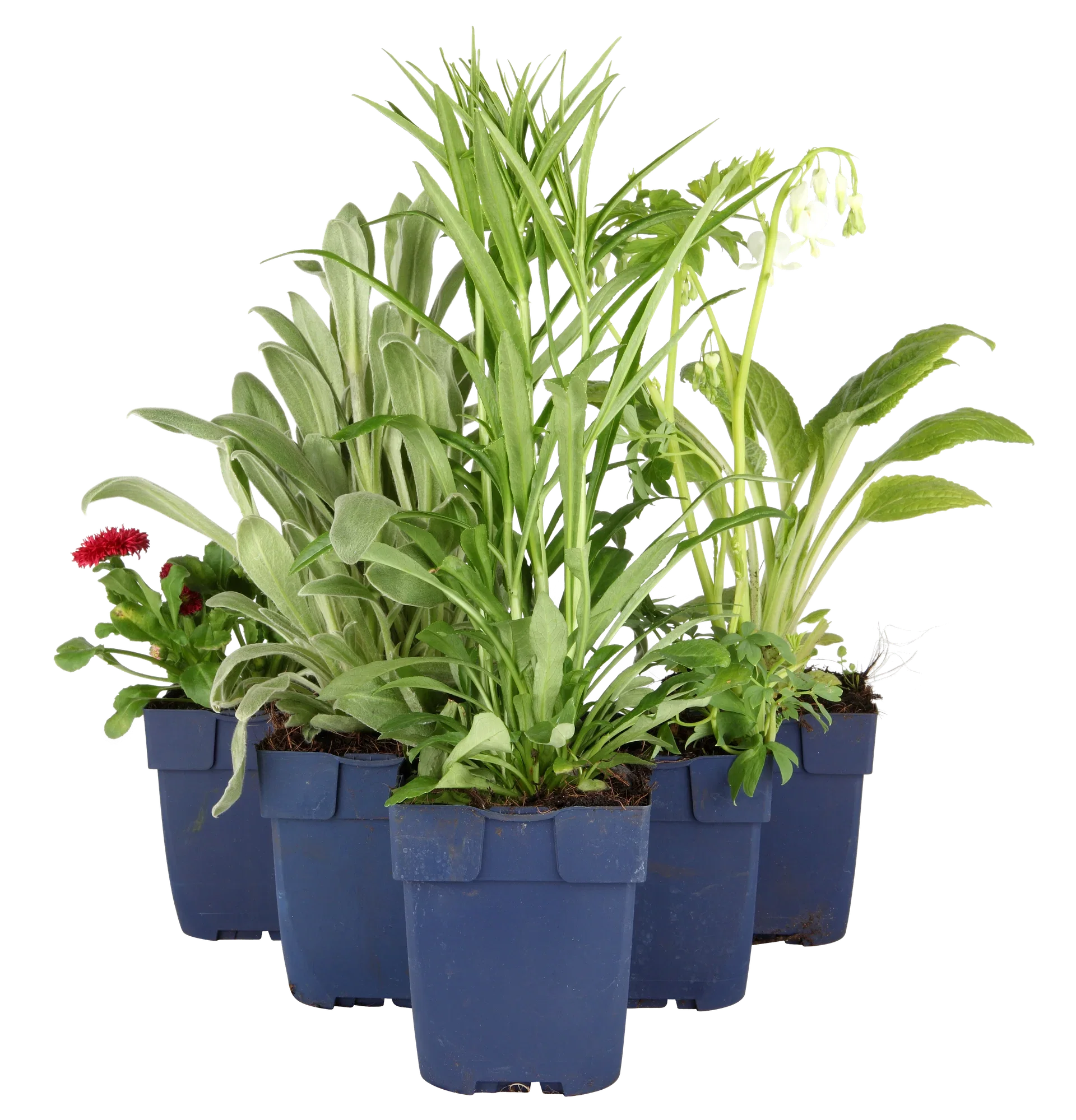Oregano