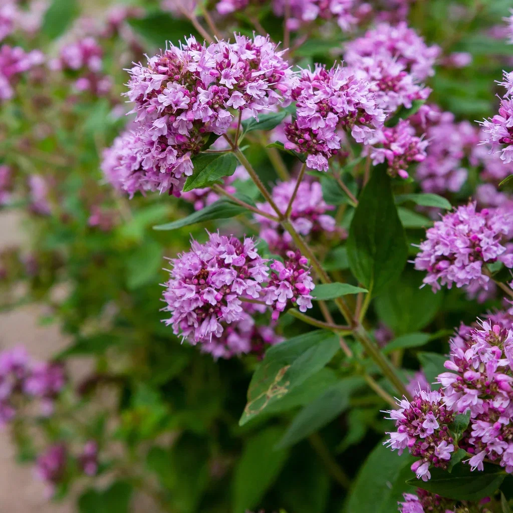 Oregano