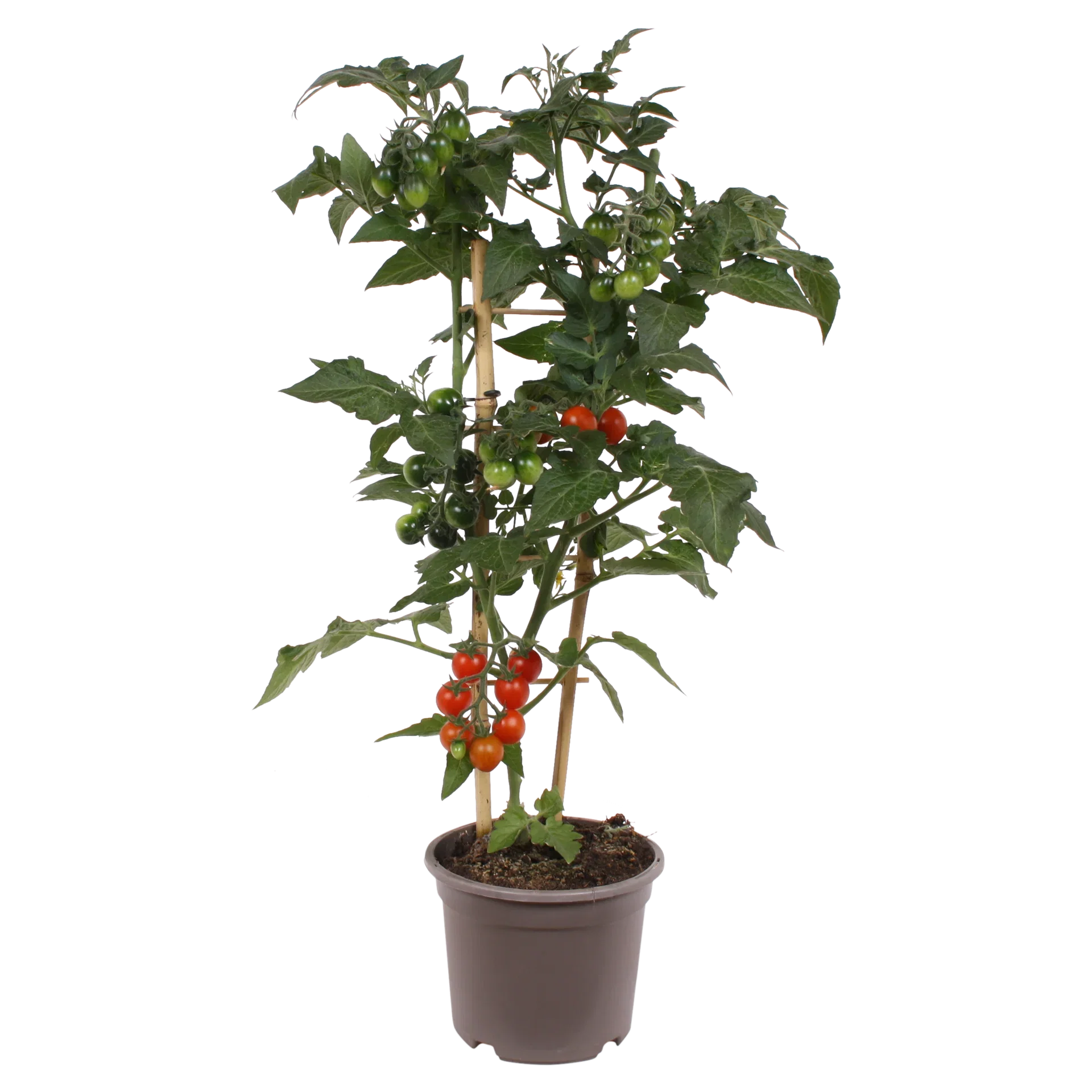 Körsbärstomat 'Candy Berry'