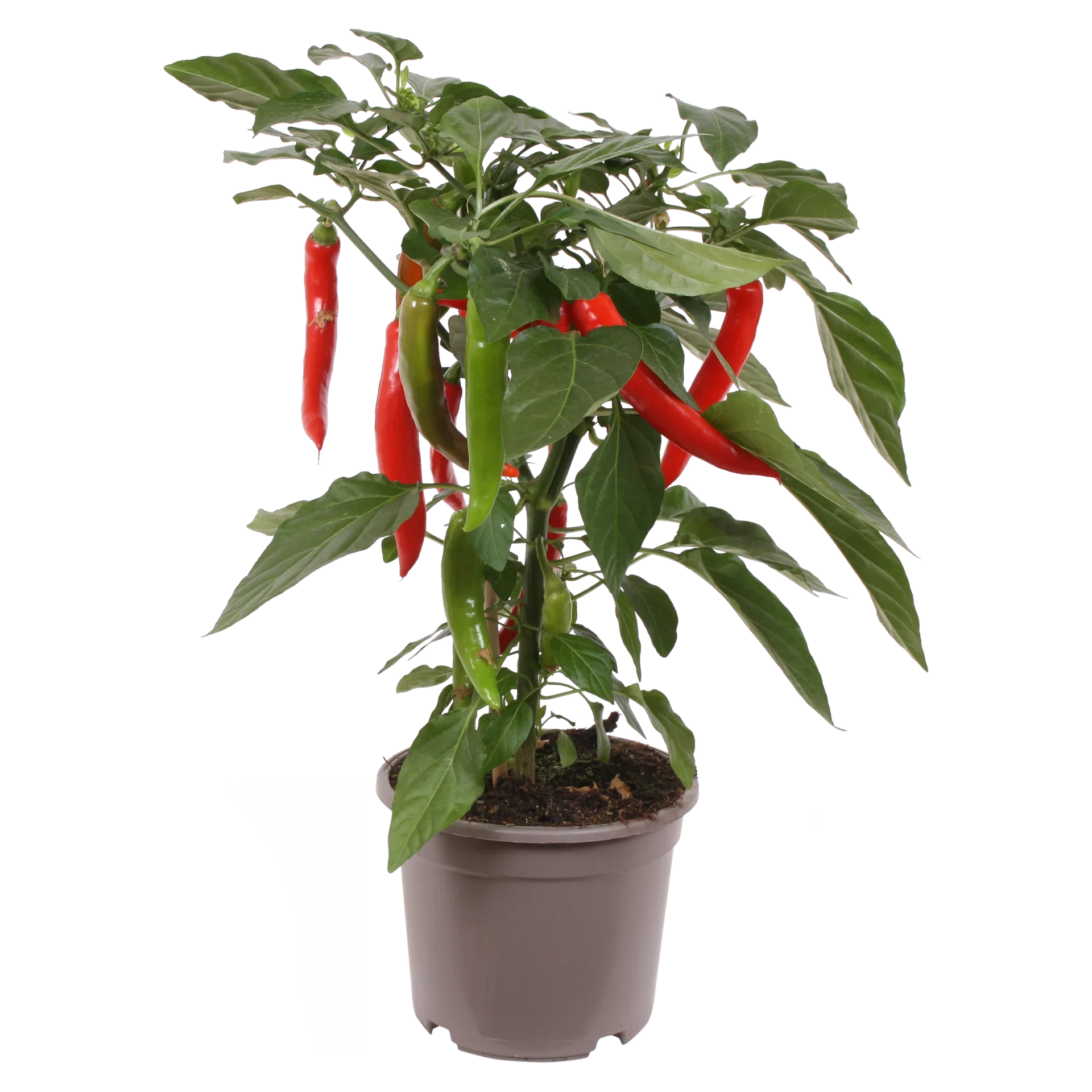Chili