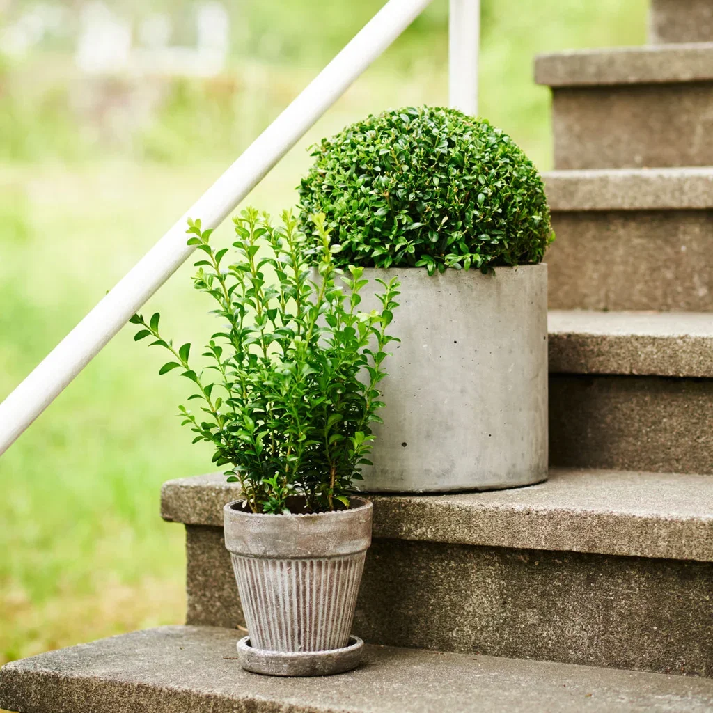 Buxbom 'Arborescens'
