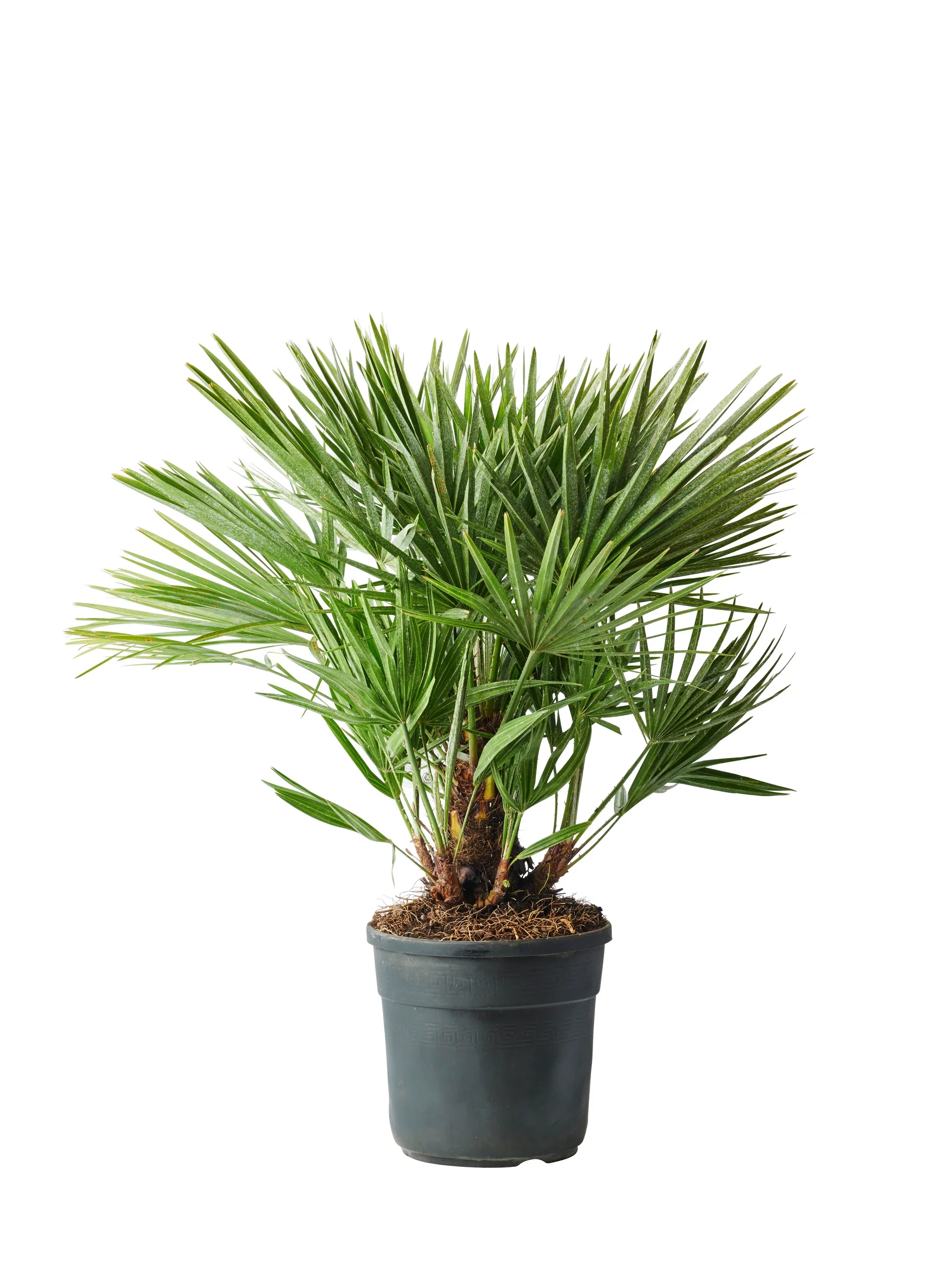Dvärgpalm