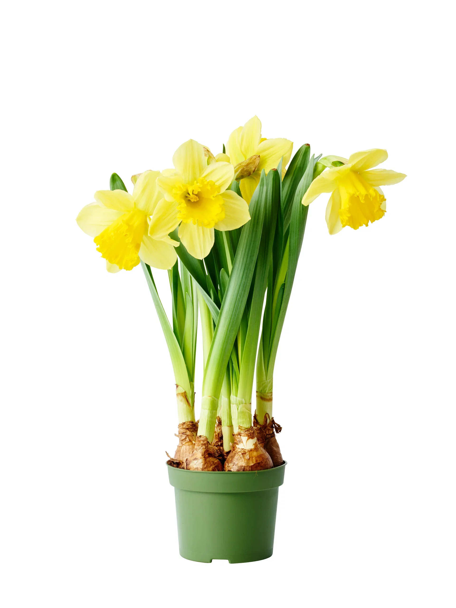 Påsklilja 'Carlton'