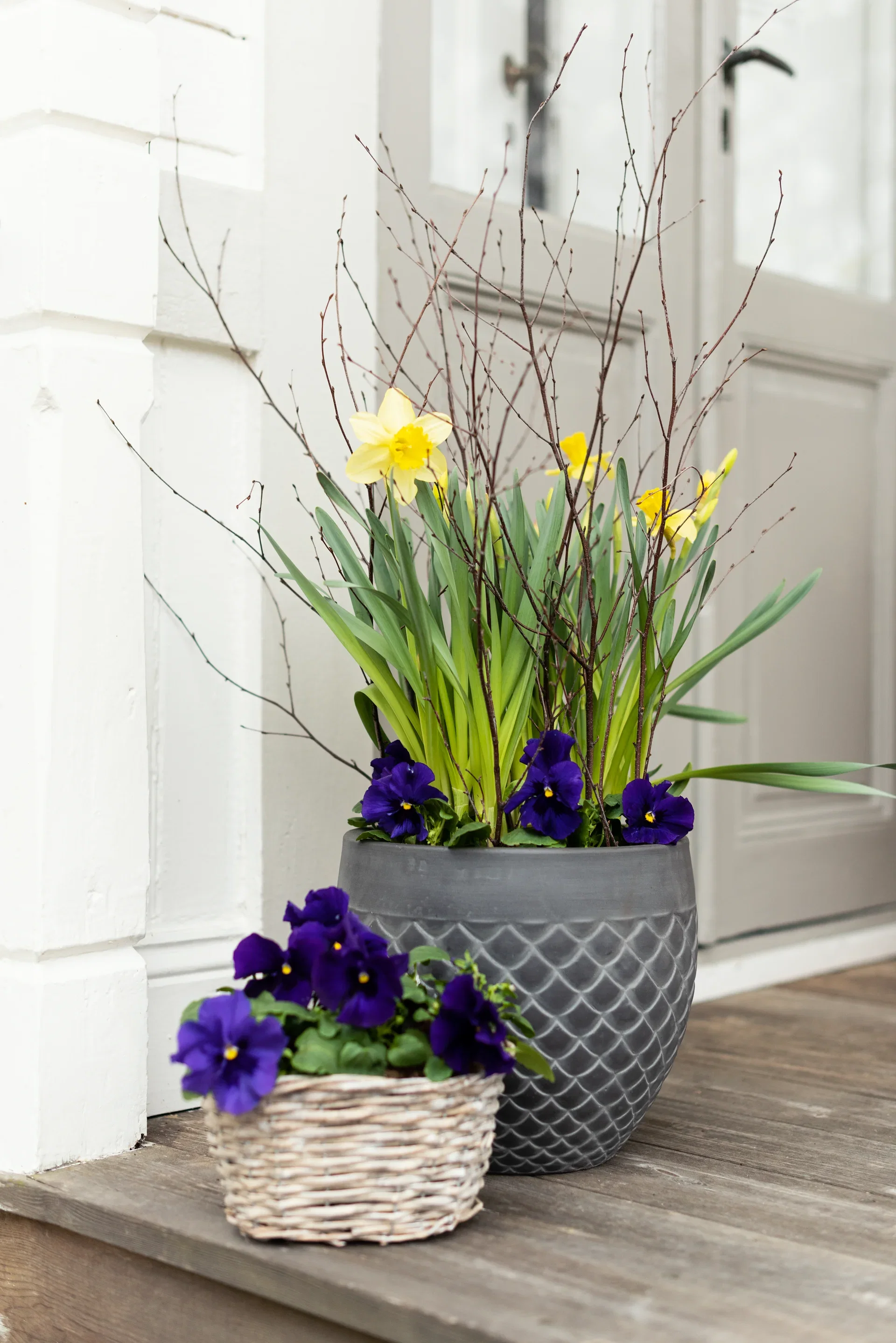 Påsklilja 'Carlton'