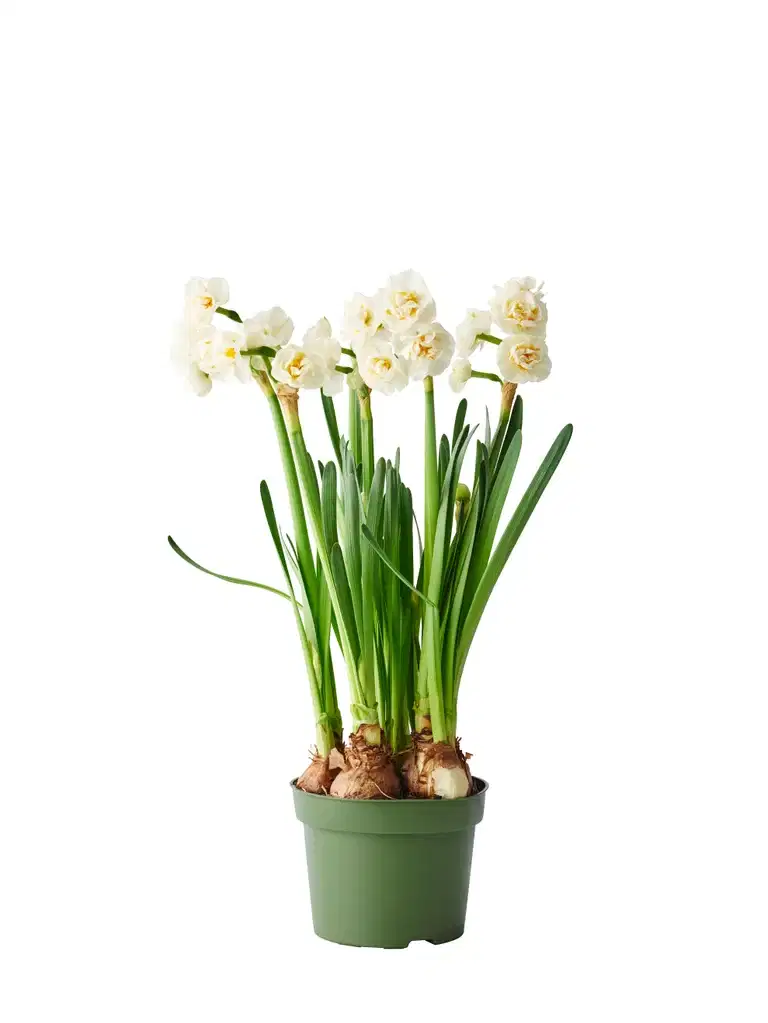 Påsklilja 'Bridal Crown'