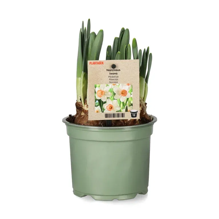 Cyclamineusnarciss 'Iwona'