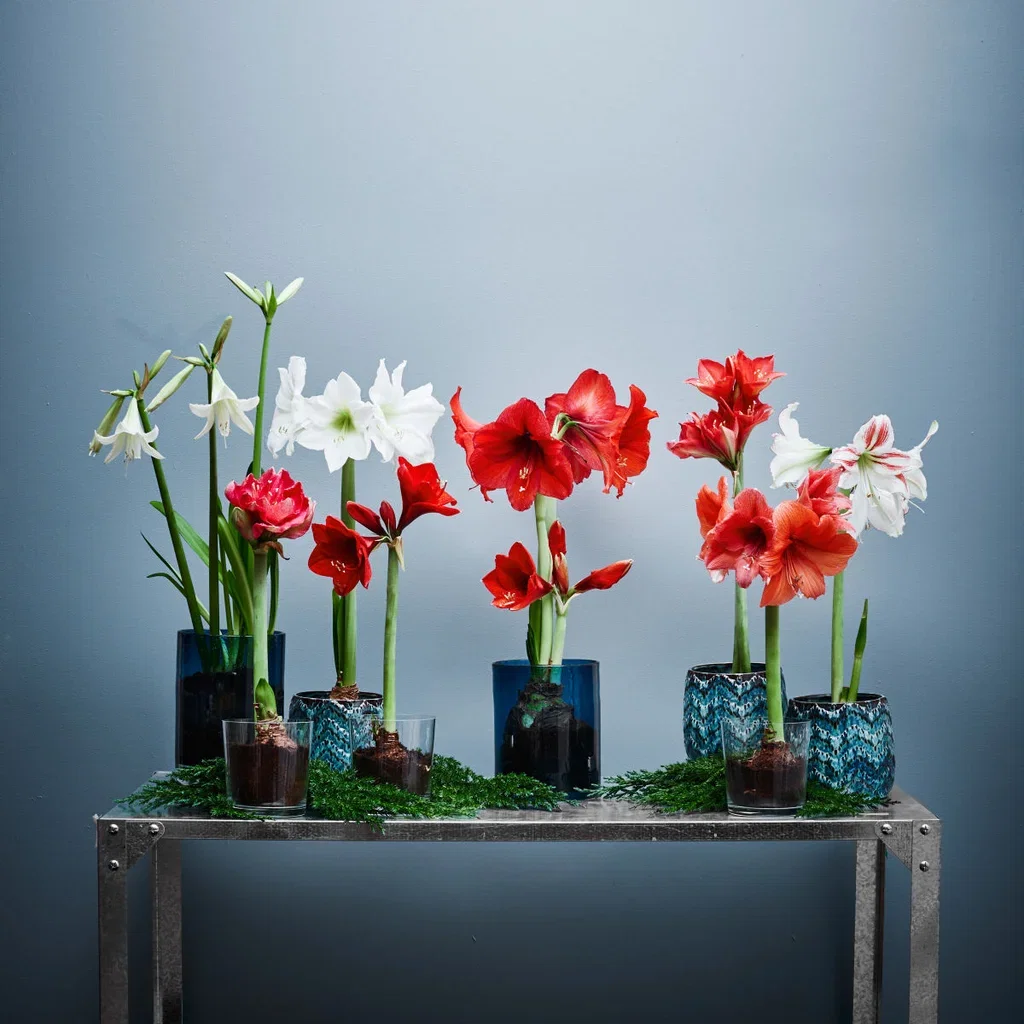 Amaryllis 20+
