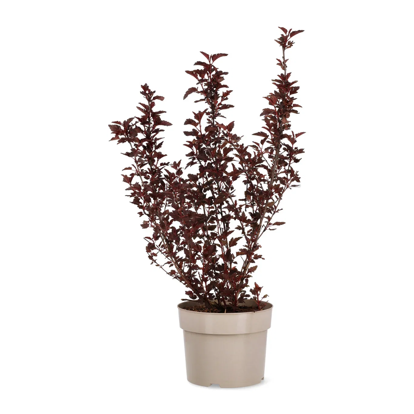 Smällspirea ALL BLACK