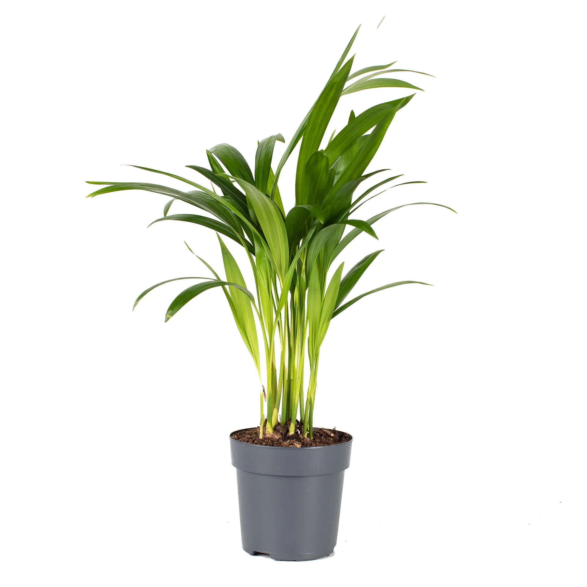 Guldpalm