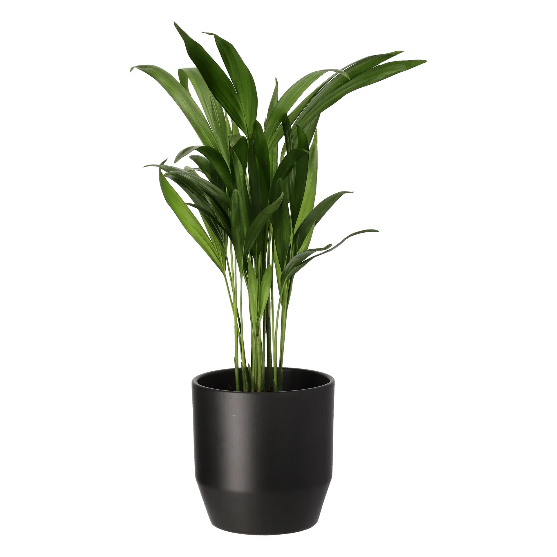 Guldpalm