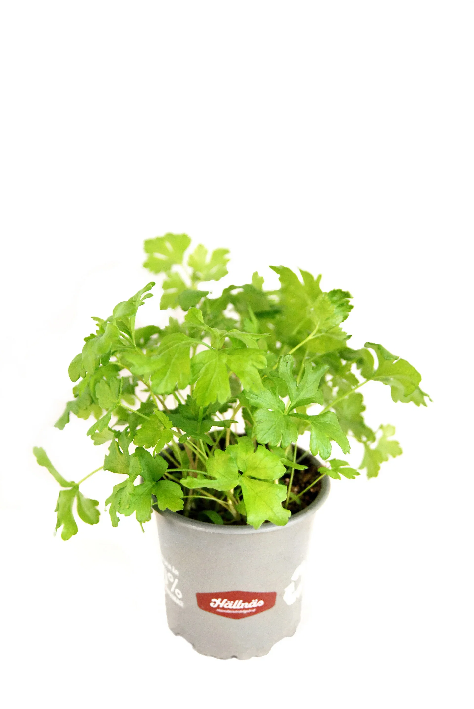 Slätbladig persilja 'Gigante di Napoli' KRAV