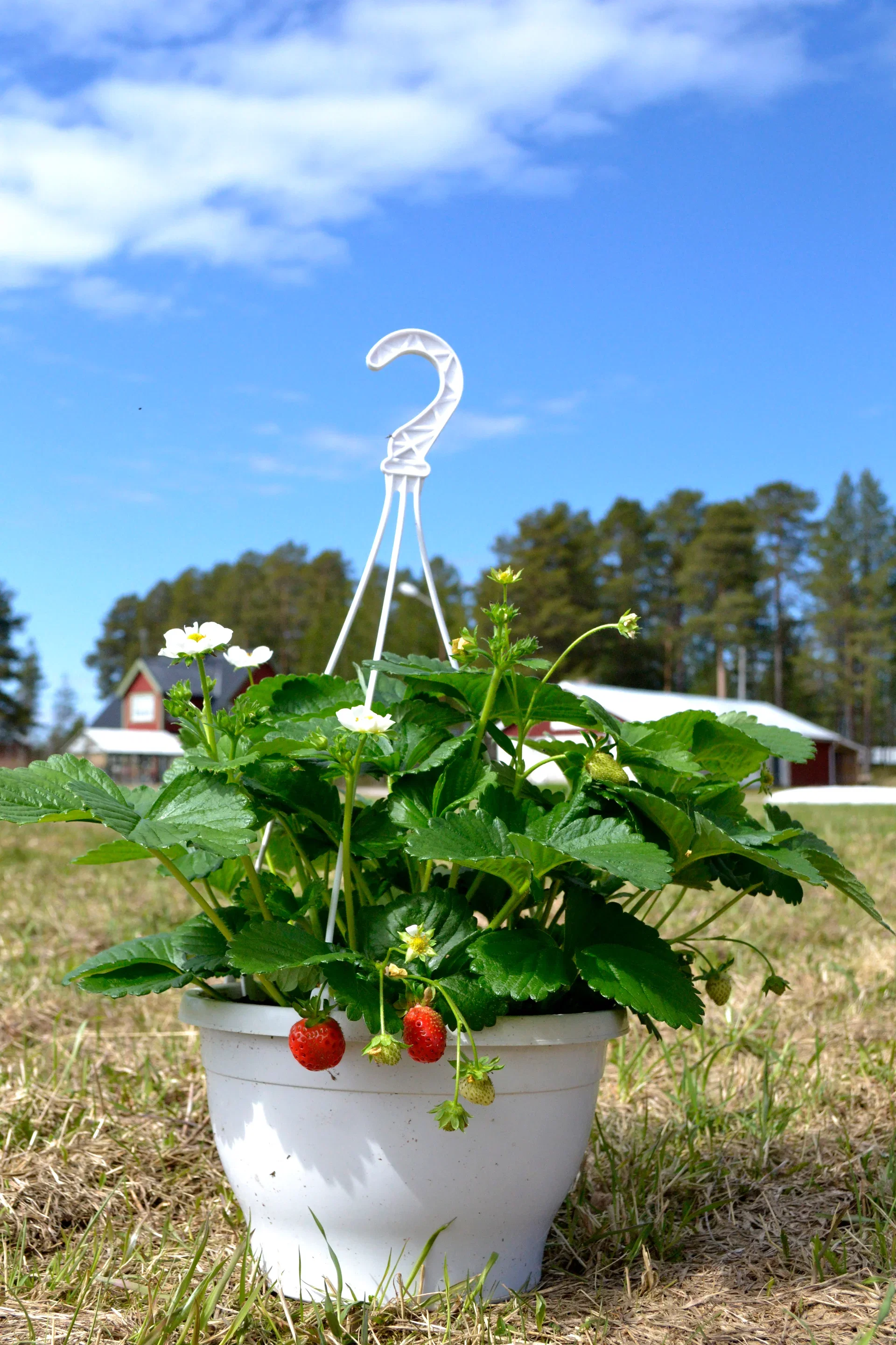 Jordgubbe 'Delizz' i ampel