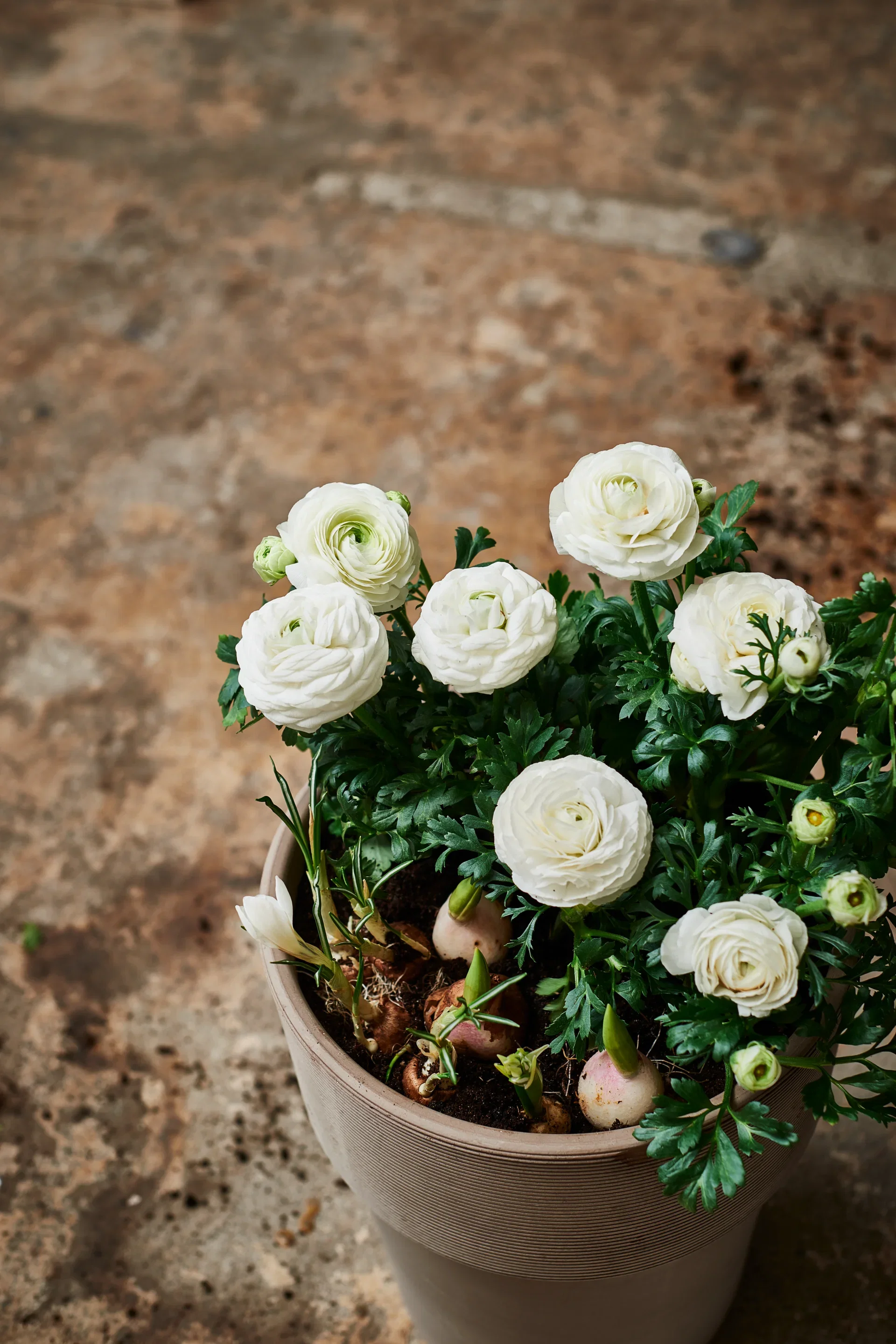 Vårkrokus 'Jeanne D'Arc'