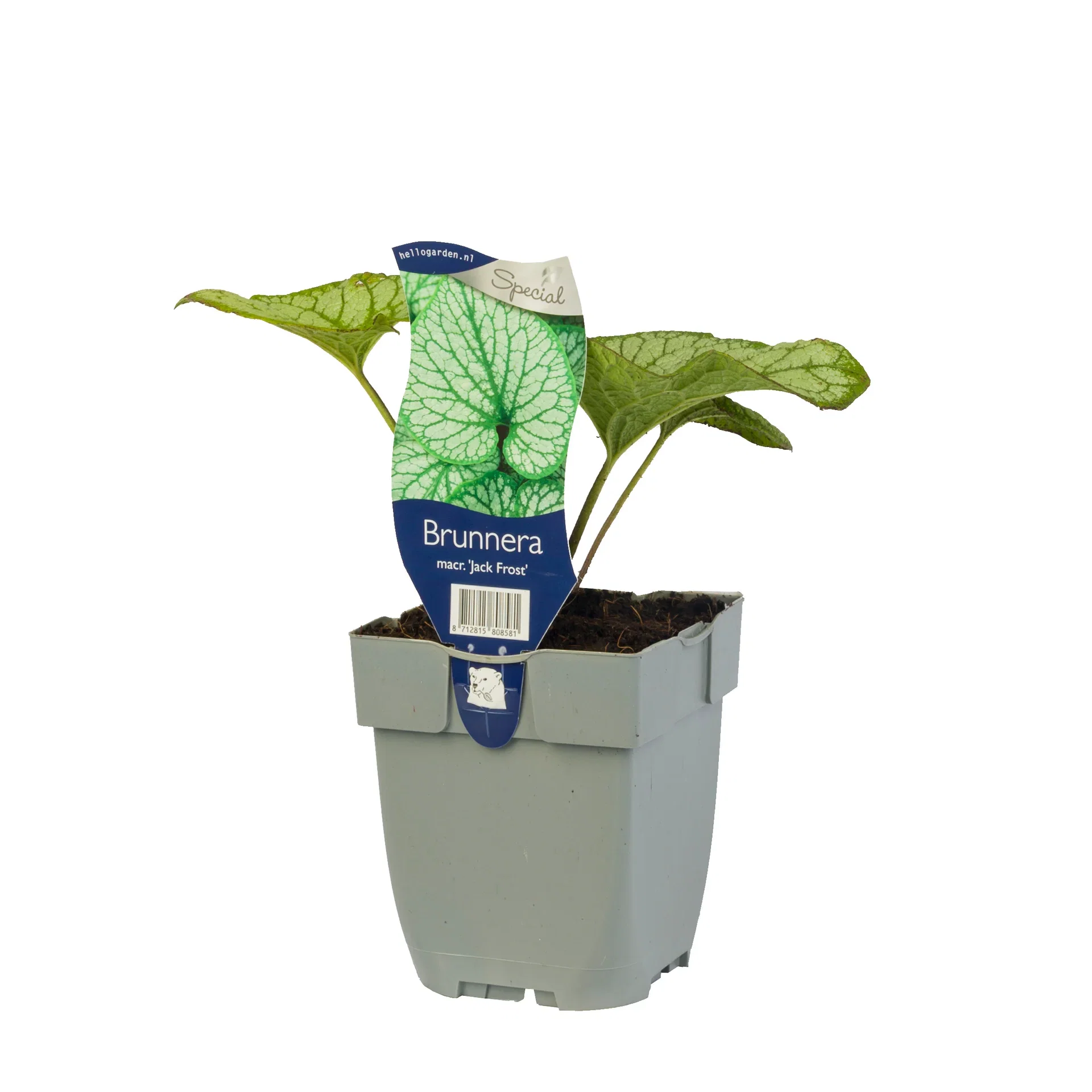 Kaukasisk förgätmigej 'Jack Frost'