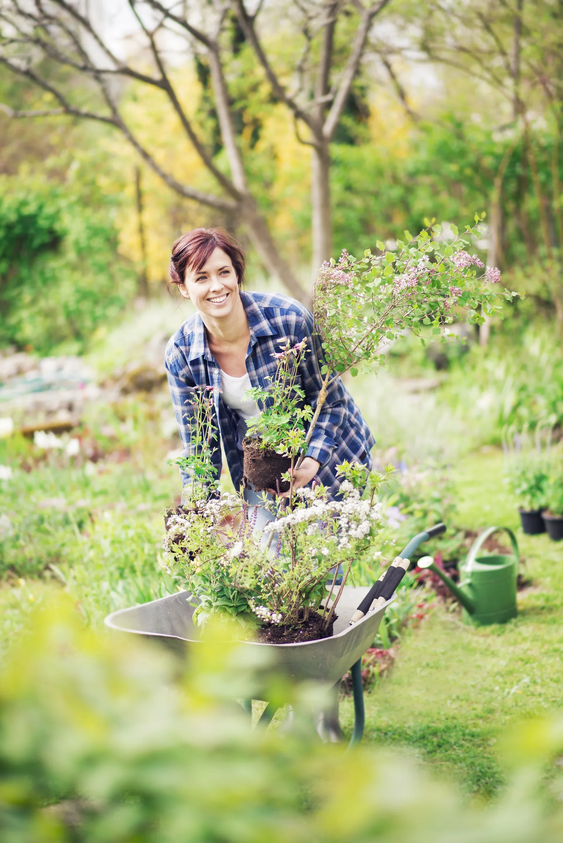 Spiraea cinerea 'Grefsheim'