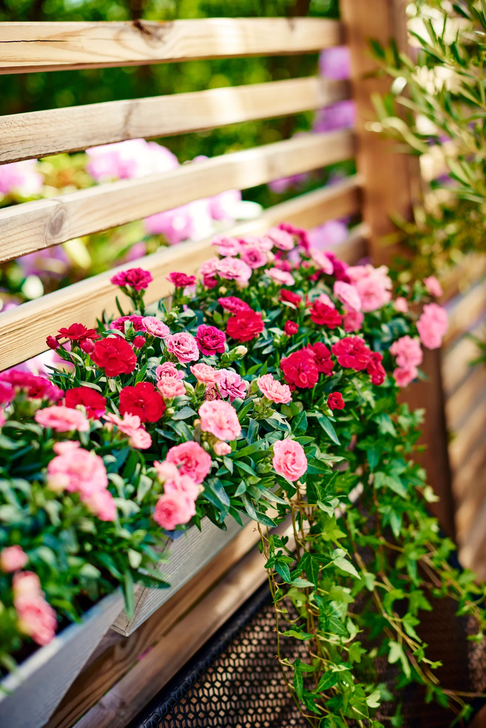 Murgröna medellånga rankor