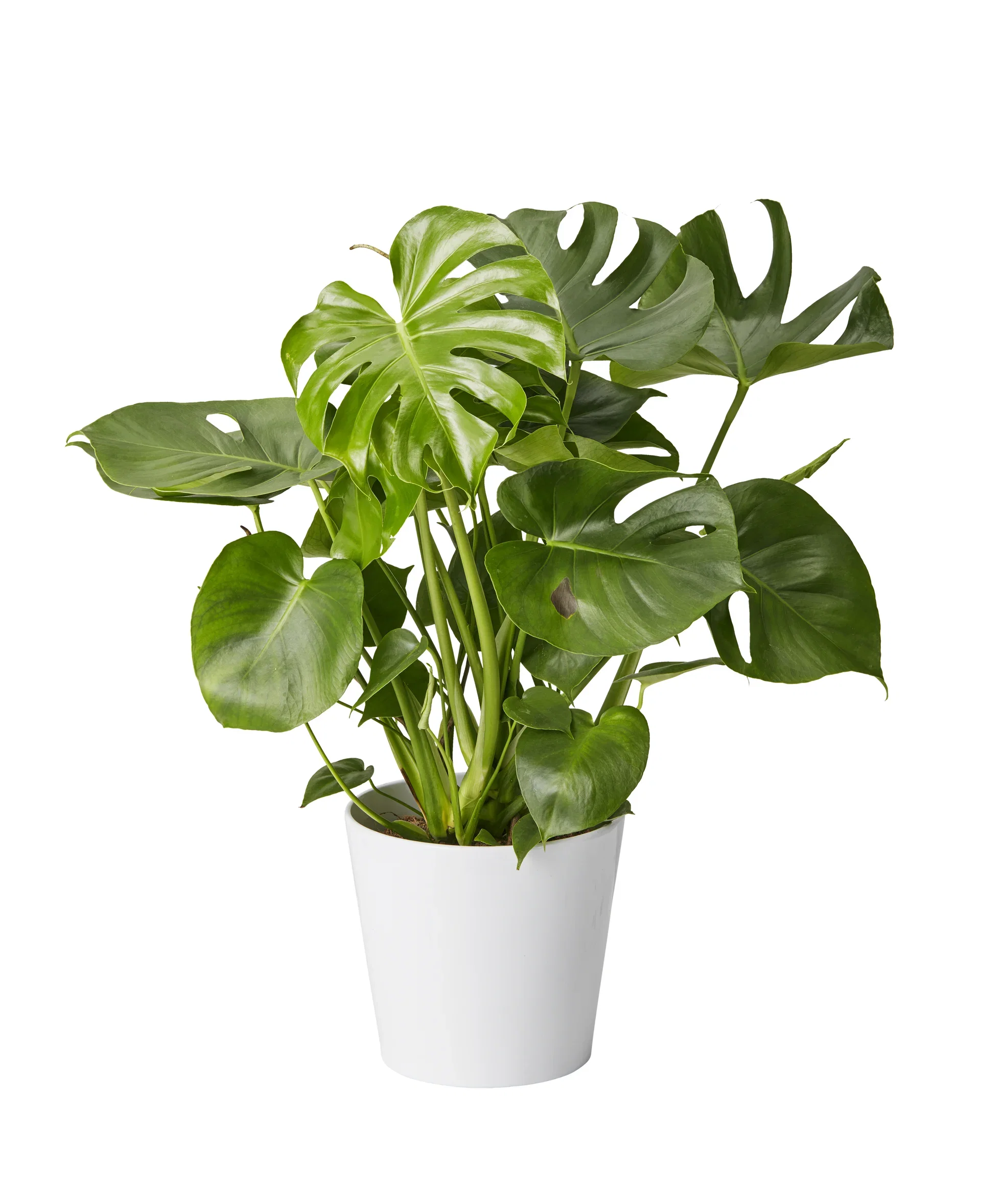 Monstera