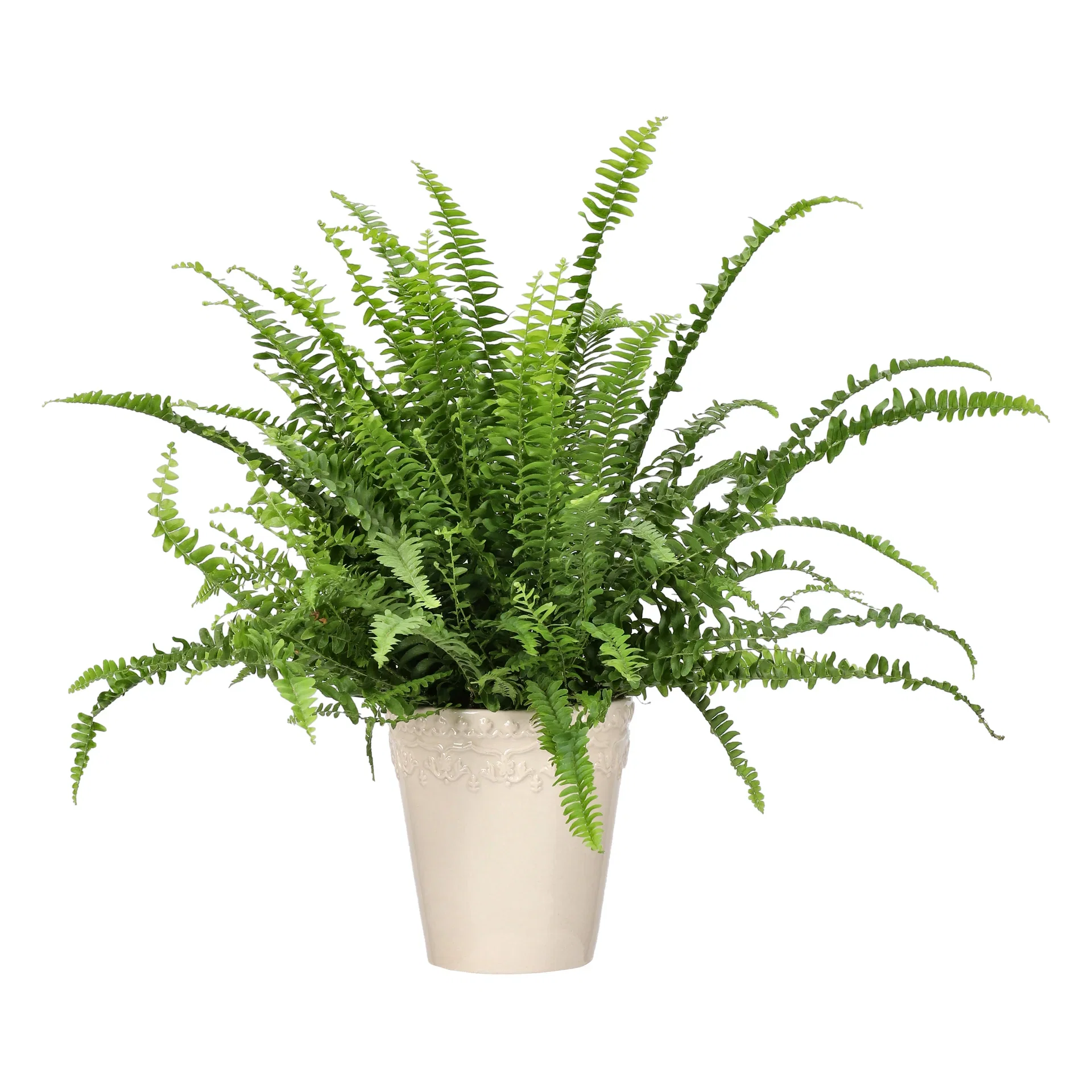 Spjutbräken 'Green Lady'