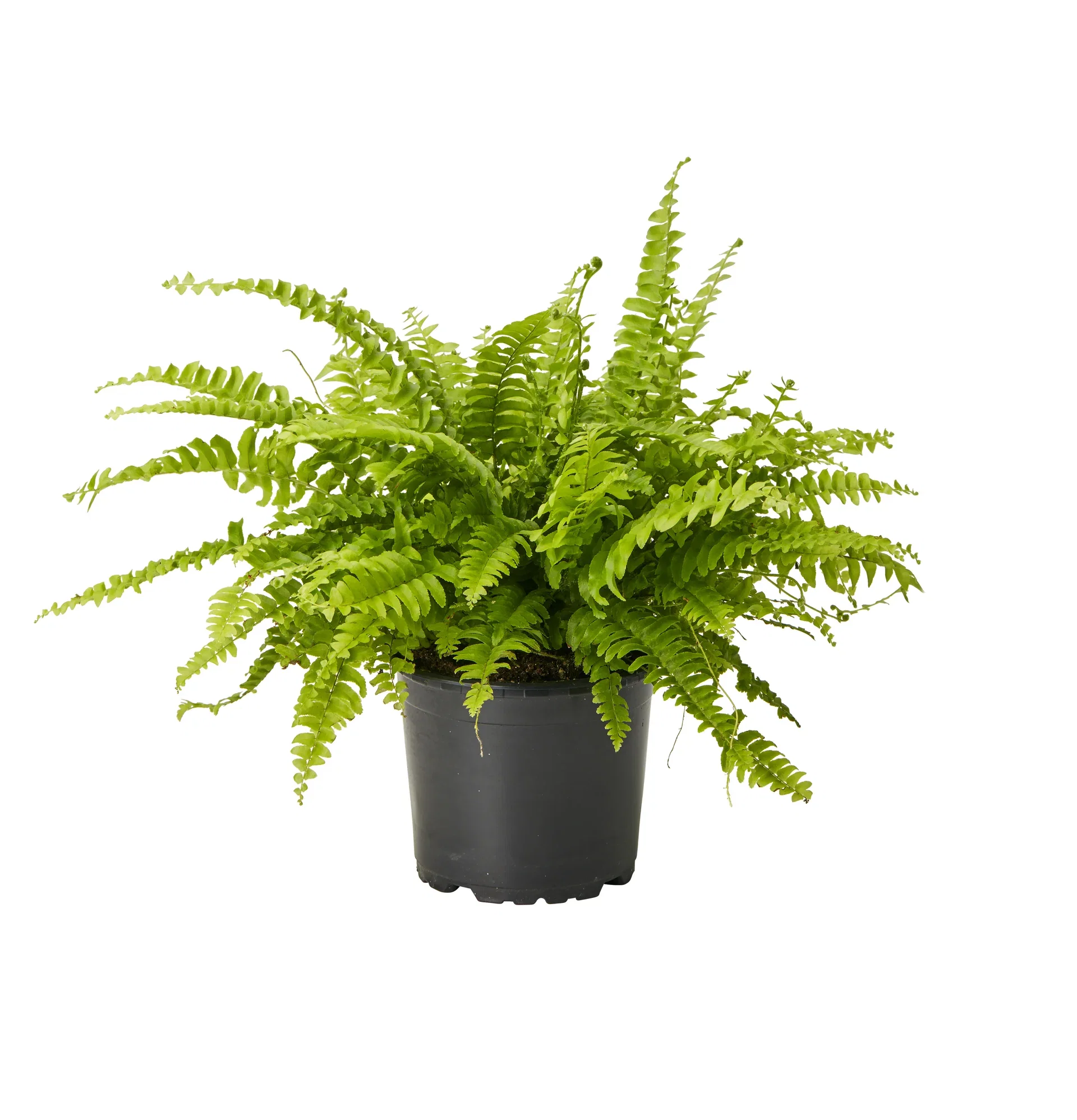 Spjutbräken 'Green Lady'